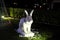 Garden figure in the form of a white rabbit. White rabbit on a green lawn. Night lighting