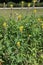 A garden filled with blooming, yellow Carolina Lupine flowers in the summer in Wisconsin