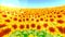 Garden filled with sunflowers. Sunflower field landscape on summer sunny day. Loop animation.