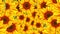 Garden filled with sunflowers. Sunflower field landscape on summer sunny day. Loop animation.