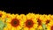 Garden filled with sunflowers. Sunflower field landscape on summer sunny day. Loop animation.