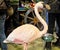 Garden flamingo statue with 70`s ashtray at a vintage market
