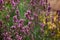 Garden with the flourishing lavender with bees. Close up