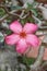 Garden flower, a beautiful pink plant on a background of gray branches.