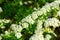 Garden flower bed decorative small white flowers floral park outdoor scenic view green foliage environment