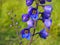 Garden Flower Delphinium Purple