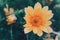 Garden flower. Horizontal Abstract background. Beautiful orange flower. Flowerbackground, gardenflowers.