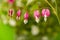 Garden flower - Lamprocapnos spectabilis - bleeding heart