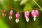 Garden flower - Lamprocapnos spectabilis - bleeding heart