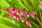 Garden flower - Lamprocapnos spectabilis - bleeding heart