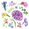 Garden flower set. Freesia, forget-me-not, iris, hydrangea, ivy, hedera floral element collection. Watercolor hand drawn