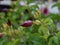 Garden of flower sprouting in dark red