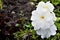 Garden flower white petunia in the garden in the village.