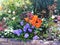 Garden flowerbed border with mixed flowers