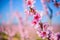 Garden of flowering almond trees against blue sky