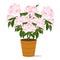 garden flowering peony bush in a planter