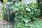 Garden with flowering pumpkin vines climbing on metal fence