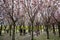 Garden with flowering trees inspired by Van Gogh paintings between the Van Gogh museum and the Rijksmuseum on a spring day. Amster