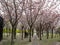 Garden with flowering trees inspired by Van Gogh paintings between the Van Gogh museum and the Rijksmuseum on a spring day. Amster