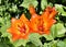 Garden flowers - Bulbous Lily