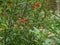 Garden Flowers with Butterflies