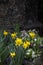 Garden Flowers Daffodils Rain