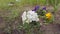 Garden flowers of different colors of pansies on a garden bed