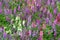 Garden Flowers Fresh bloom Lilac lavanda purple flower in the garden  - Floral backdrops in the g