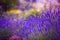 Garden flowers Lavendar colorful background