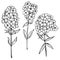 Garden flowers. Phlox Flowers. Vector sketch  illustration