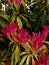 Garden Flowers - Pieris Forest Flame