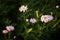 Garden flowers of pink chamomile surrounded by emerald greenery. selective focus, blurred nature colorful background