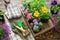 Garden flowers and plants in flower pots. Watering can, shovel, rake, gloves and apron. Top view.