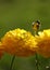 garden flowers ranunculus buttercups