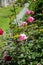 Garden flowers in a row of different kinds with large leavespink beautiful flower with green leaves and thorns