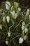 Garden flowers Snake`s Head, Fritillary flower, Fritillaria mele