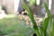 In the garden the flowers in the vase of Oncidium sotoanum