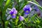 Garden flowers-Violets pansies Viola tricolor or horned violet, close-up. Soft selective focus