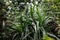 Garden foliage plant- Dracaena Deremensis - Warneckeii. Common name - Striped Dracaena, Dragon tree, Family Asparagaceae
