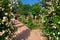 Garden footpath with arches of roses and blooming buds.