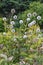 Garden form of Thistle with Mature seeds