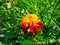 Garden french marigolds flower. Yellow-red single flower.