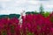 Garden of Fresh and Blooming Red Cockscomb Flowers With A White Stone Statue of A Beautiful Women