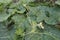 Garden Fresh Pumpkin leaves on garden