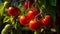 Garden-Fresh Tomatoes on the Vine