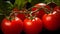 Garden-Fresh Tomatoes on the Vine