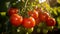 Garden-Fresh Tomatoes on the Vine