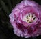 Garden Frilly Pink Tulip Detail