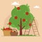 Garden with fruits tree and wood ladder. Harvest baskets full of red apples.