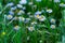 Garden full of Felicia amelloides flowers under sunlight